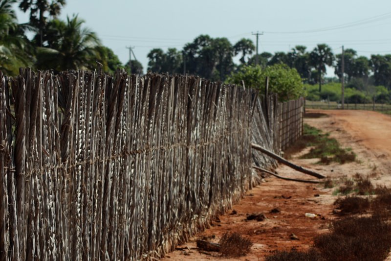 Kalpitiya road and cattle fence