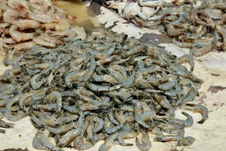 Negombo fish market shrimps