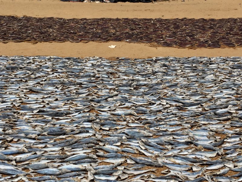 Negombo harbor drying fish
