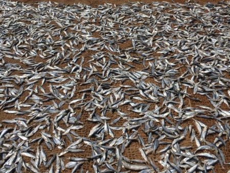 Negombo harbor drying fish