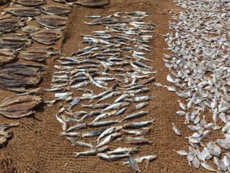 Negombo harbor drying fish