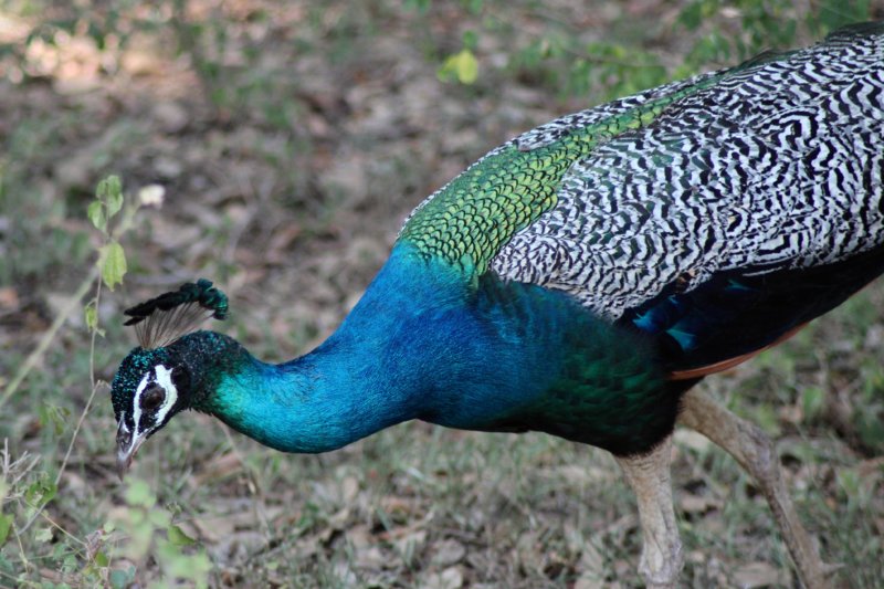 Wild peacock