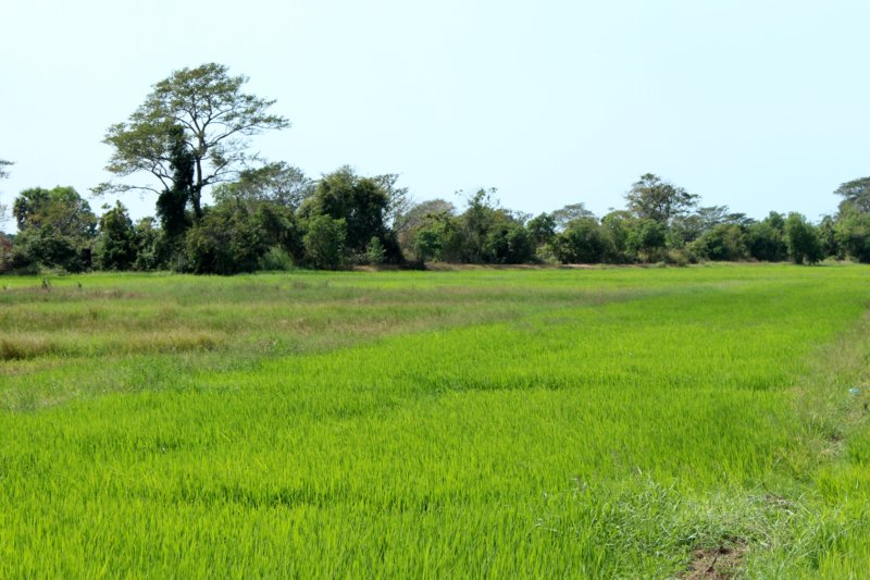 Rice fields Sri Lanka West Coast