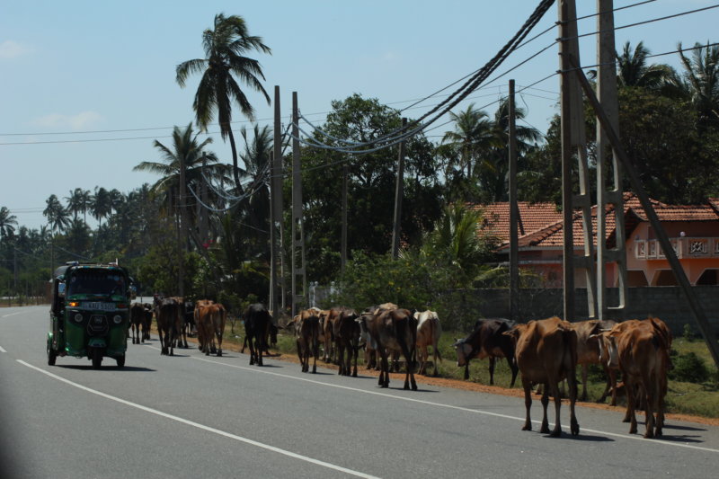 Road traffic in Kalpitiya, Sri Lanka