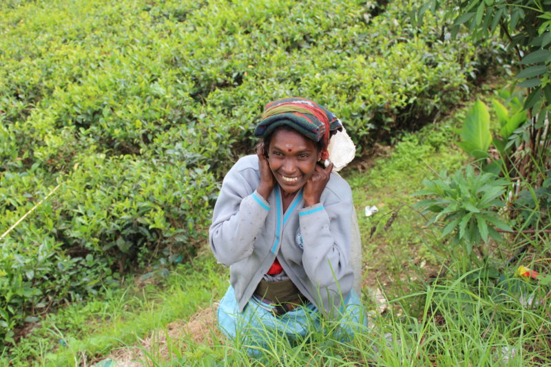 Tea plucker, Sri Lanka