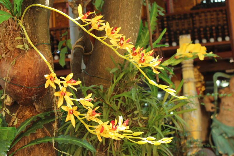 Temple flowers, Colombo