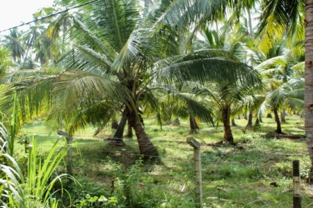 West coast palm trees Sri Lanka