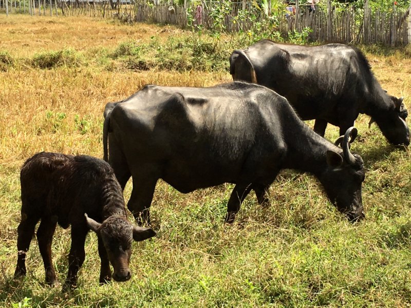 Buffalo herd, Sri Lanka East Coast Buffalo herd, Sri Lanka East Coast