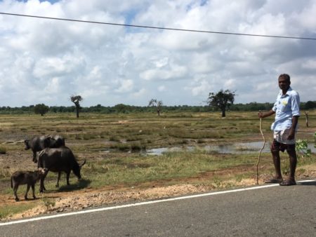 Buffalo owner with his herd Buffalo owner with his herd