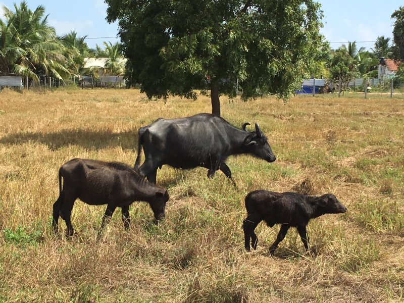 Buffaloes, Sri Lanka's East Coast Buffaloes, Sri Lanka East Coast