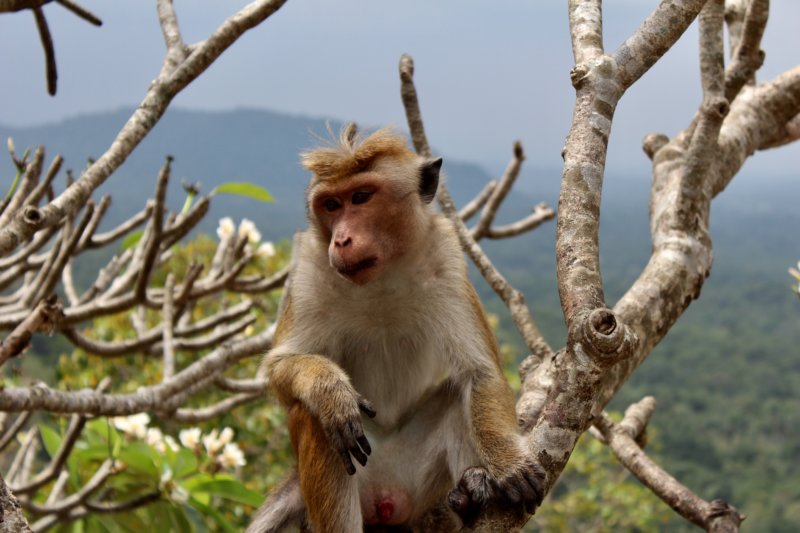 Dambulla Cave Temple monkey