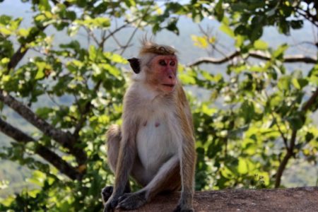 Friendly monkey on Sigiriya Rock