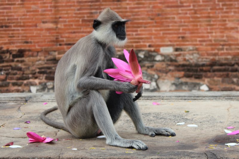 Jetavanarama Dagoba monkey, Sri Lanka's ancient cities