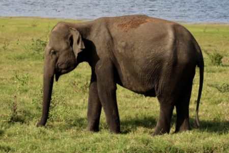 Kaudulla National Park elephant