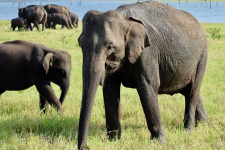 Kaudulla National Park elephants