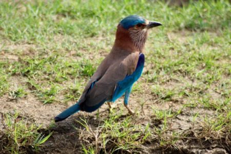 Kaudulla National Park birdlife
