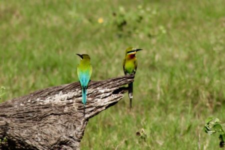 Kaudulla National Park birdlife