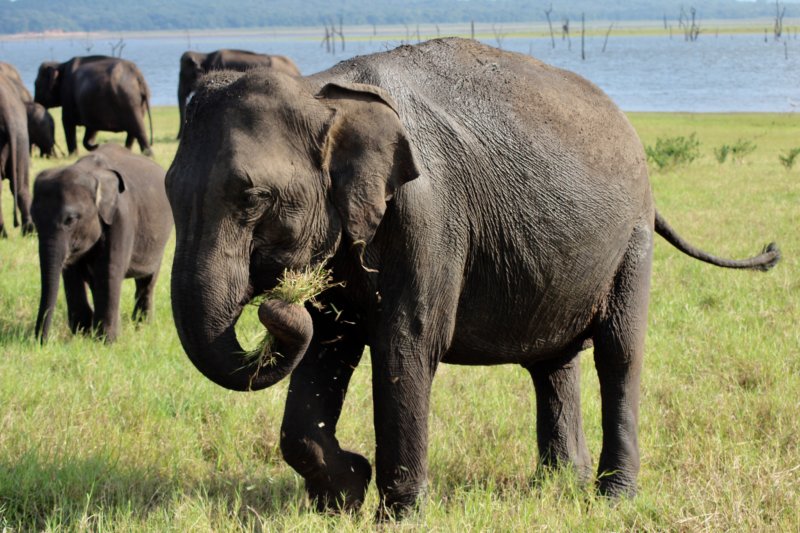 Kaudulla National Park elephant grazing