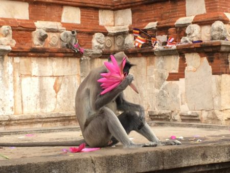 Monkeys eating temple lotus flowers