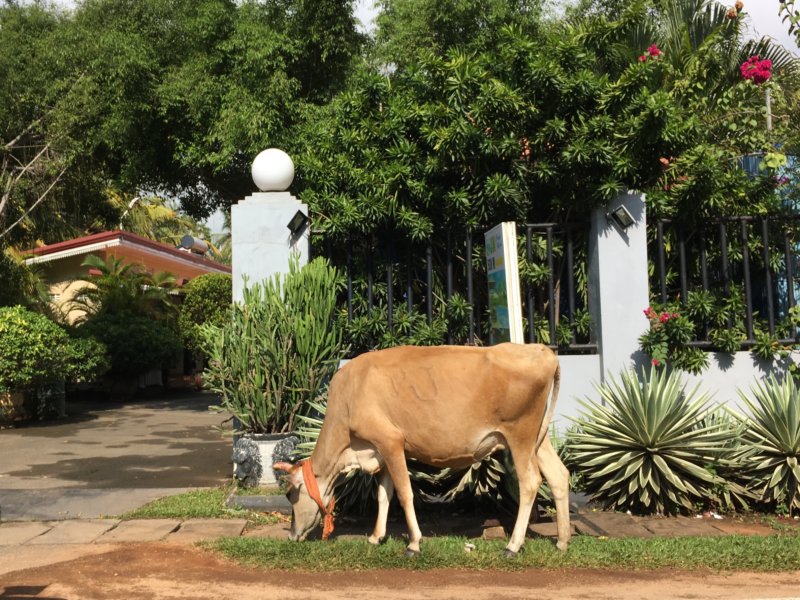 Nilaveli roadside view Nilaveli roadside cow