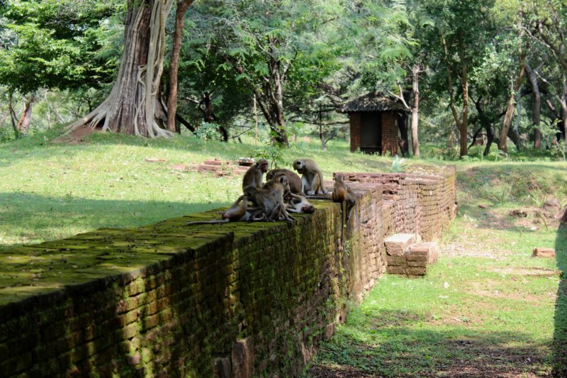 Polonnaruwa monkeys