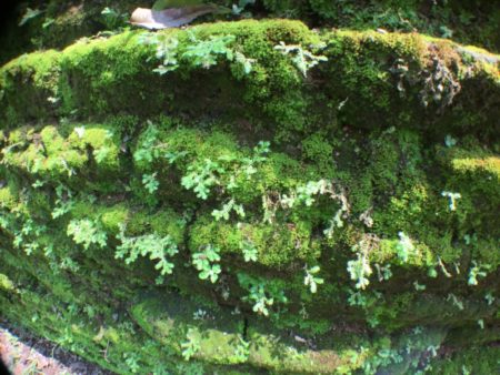 Polonnaruwa stones and moss