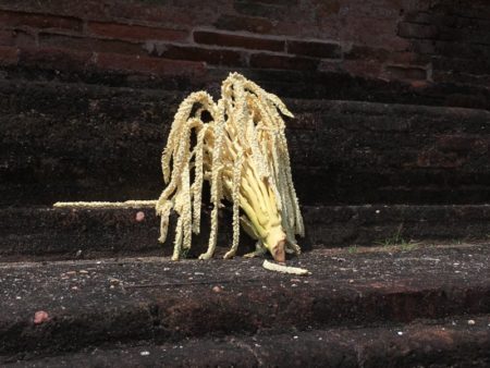 Rankot Vihara offering
