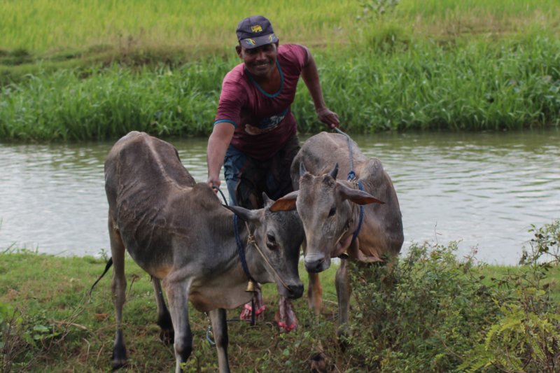 Sri Lanka's East Coast, cows and cow owner Sri Lanka East Coast, cow owner and cows