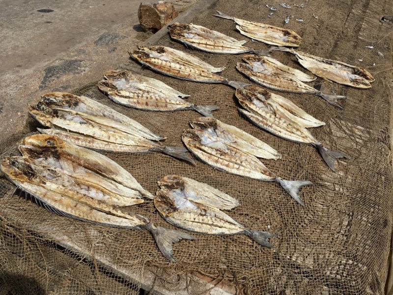 Sri Lanka's East Coast ,fish drying Sri Lanka East Coast salted fish drying