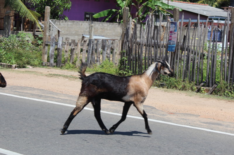 Sri Lanka goat crossing street Sri Lanka goat crossing street