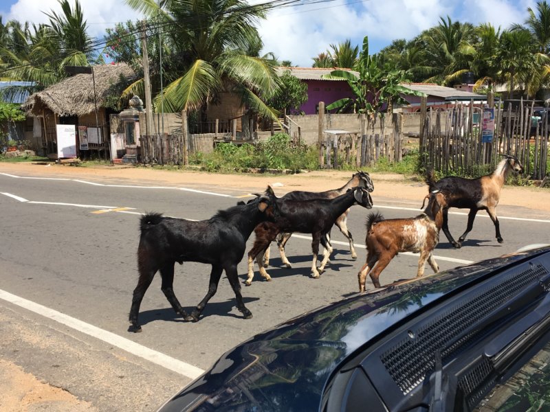 Nilaveli roadside view Trincomalee goats on the road