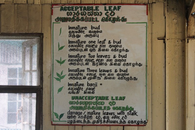 Acceptable leaf, Nuwara Eliya tea factory