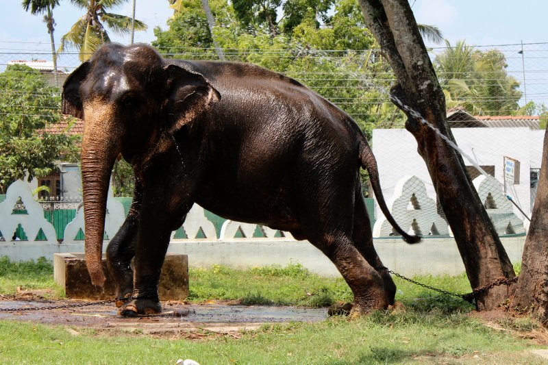 Buddhist temple elephant, Sri Lanka's South Coast