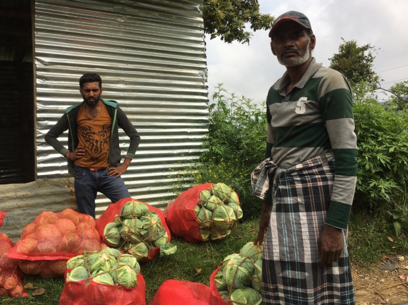 Cabbage planters close to Nuwara Eliya