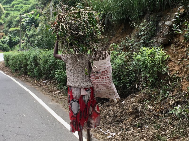 Carrying firewood in Sri Lanka tea country