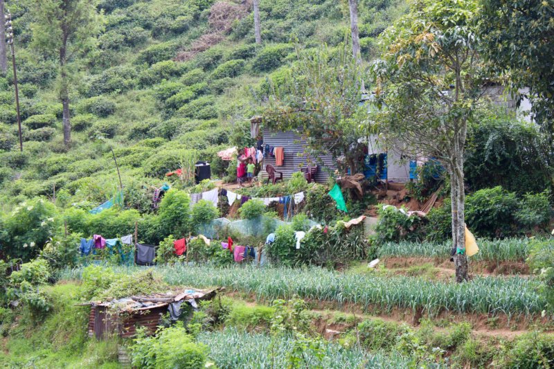 Tea picker's home, from Kandy to Nuwara Eliya