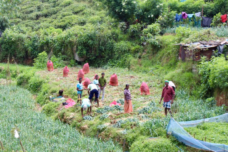 Family on onion field 
