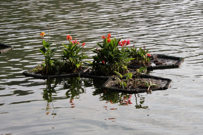 Flowers on Kandy Lake Flowers on Kandy Lake