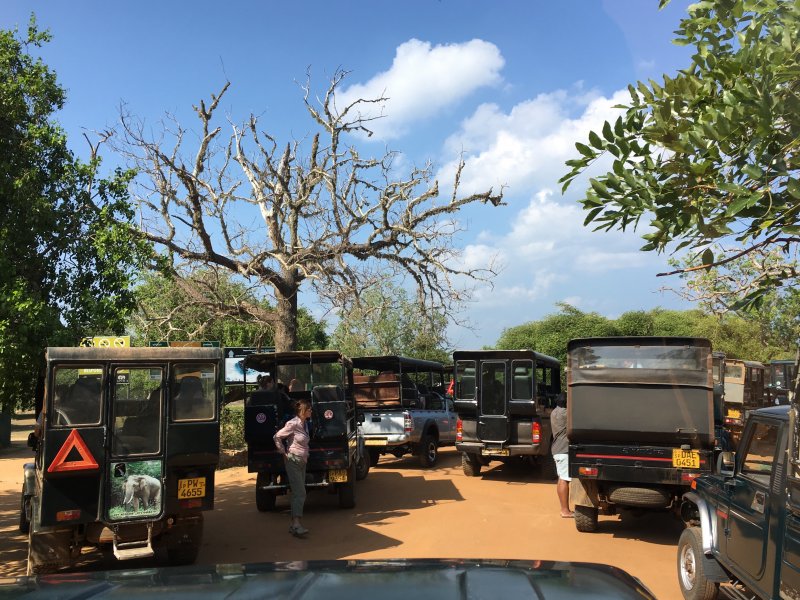 Jeep safaris to Yala National Park