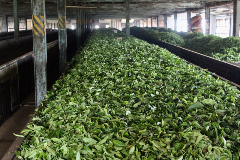 Tea leaves in tea factory