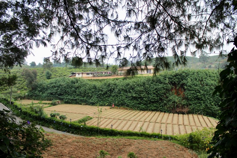 Mirage King's Cottage, view to vegetable fields