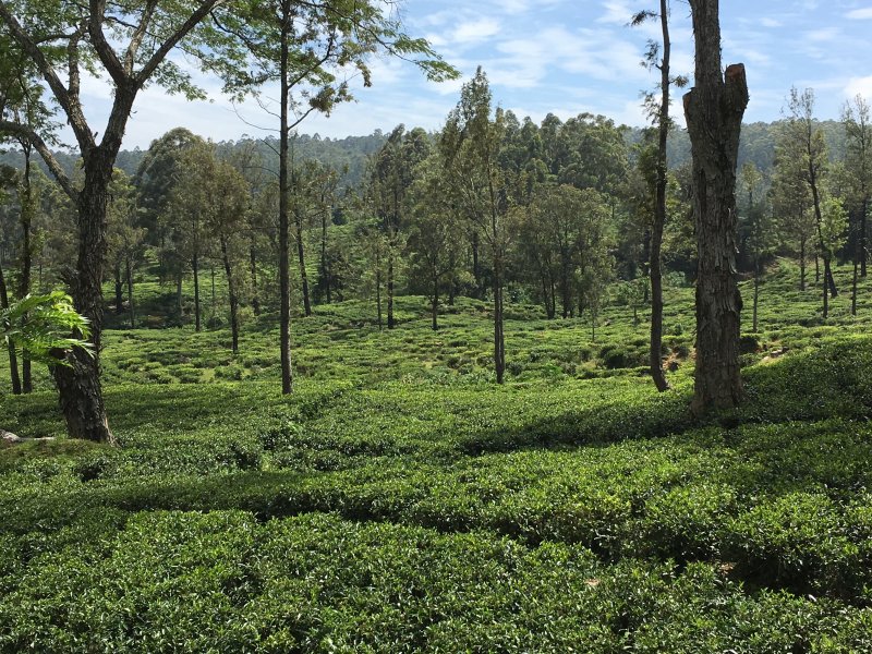 One of Sri Lanka's Ceylon tea estates