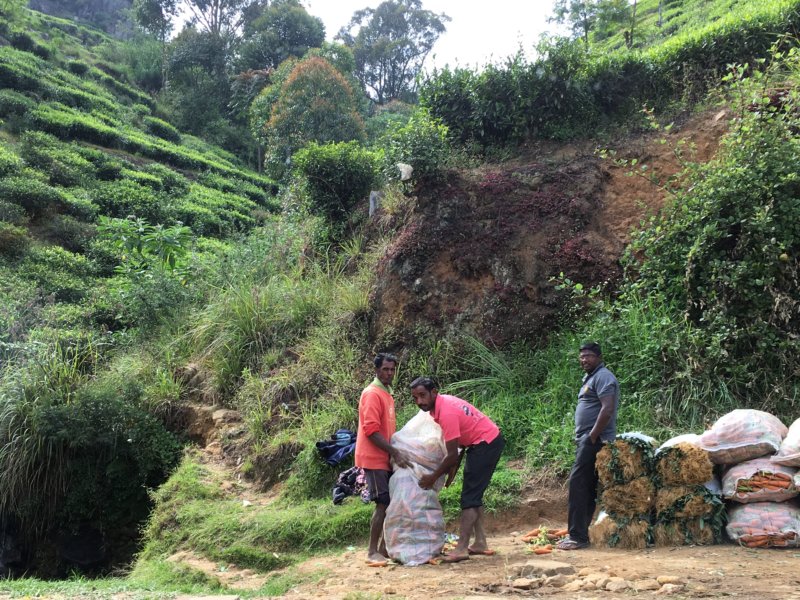 Packing vegetables, from Kandy to Nuwara Eliya