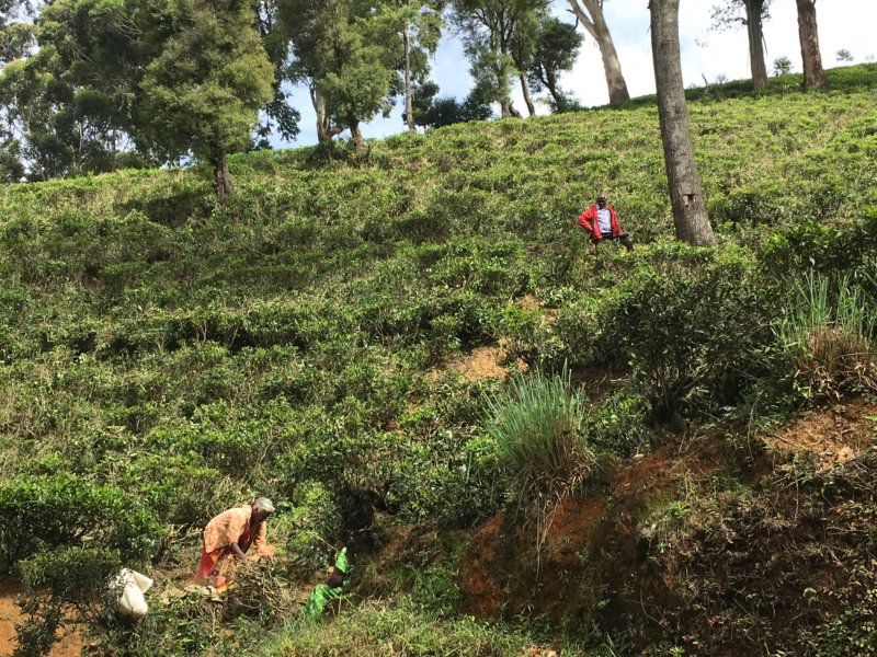 Picking firewood in Sri Lanka tea country