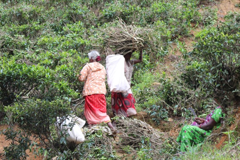 Picking twigs, Sri Lanka tea country