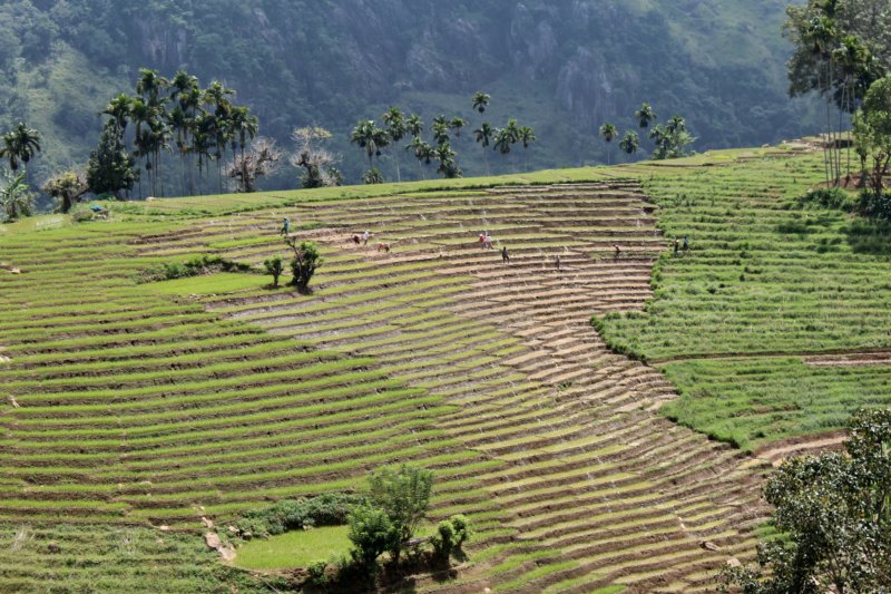 Rice fields, Sri Lanka tea country
