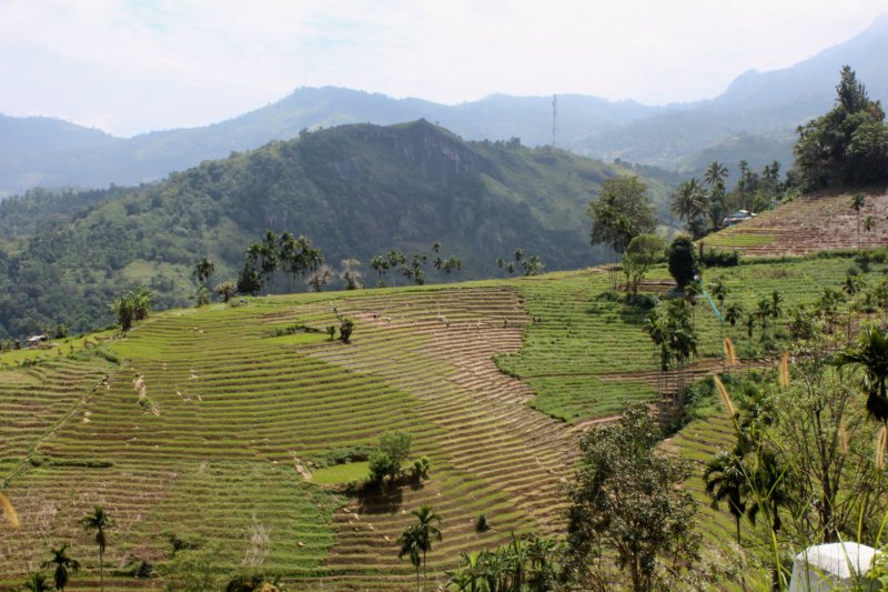 Rice terraces of Sri Lanka's  Hill Country