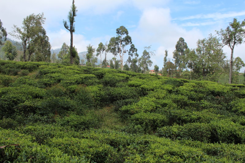 Sri Lanka tea garden
