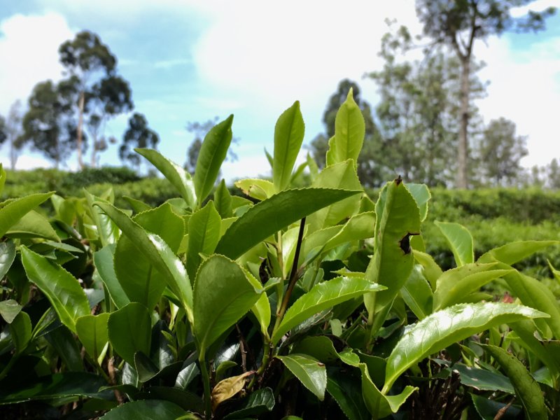 Ceylon tea leaves