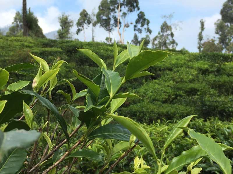 Sri Lanka tea plantation